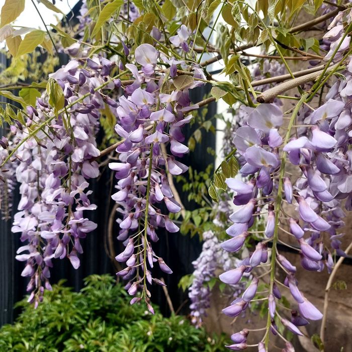 Глициния саженцы