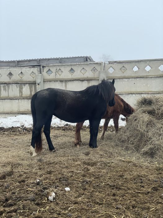 2 Бие сатамын жаксы тукымдары бар
