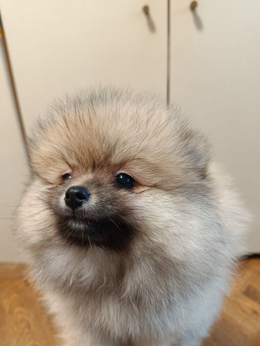 Померан мини момичета и момчета