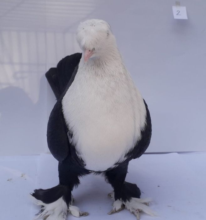 Продам голубей породы Шахшарли