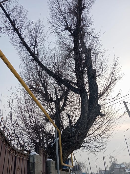 Продам дуб. Самовывоз