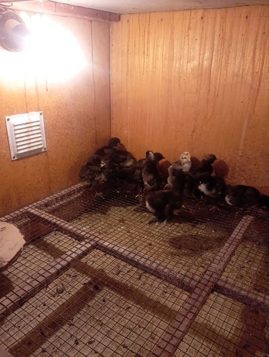 Adler jojalari sotiladi 25 mindan