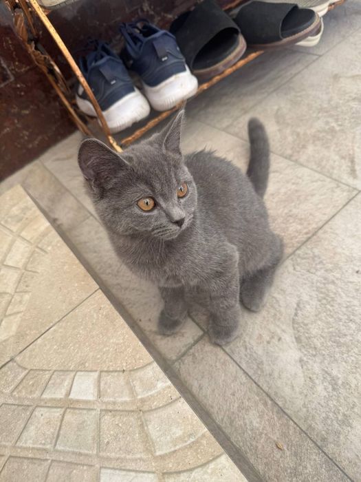 Котенок ищет добрых хозяев порода предположительно британский наверное