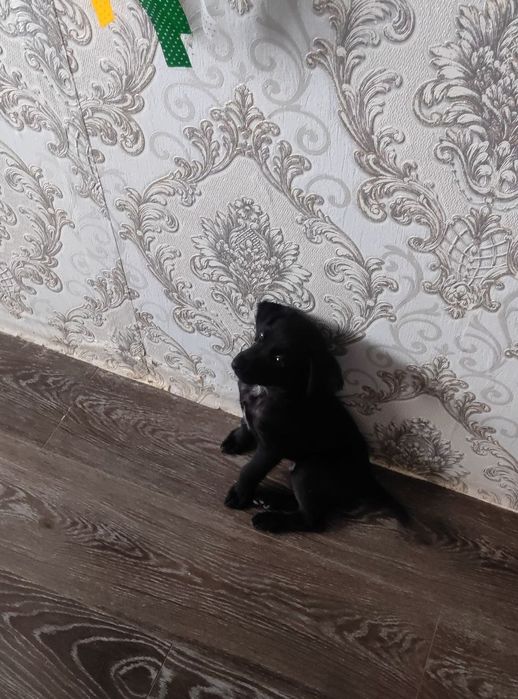 Хорошая девочка  умная играет