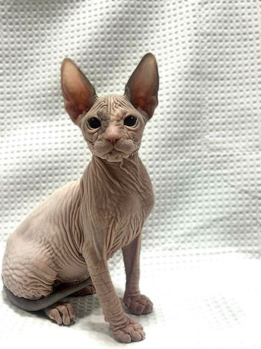 Шикарная девочка донского сфинкса