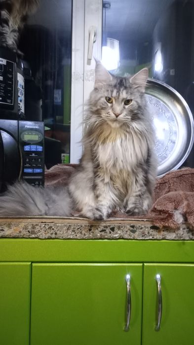Продам Кота породы Мэйн Кун