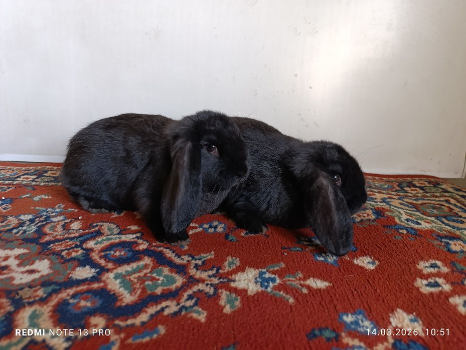 Продам кроликов французский баран