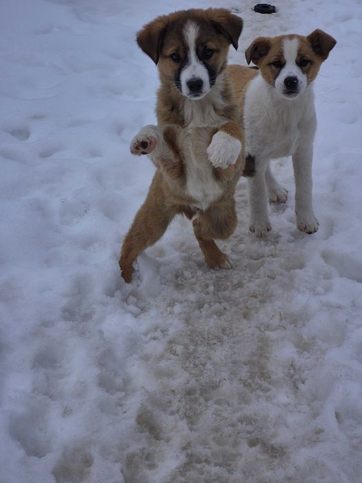 Donez căței vaccinați