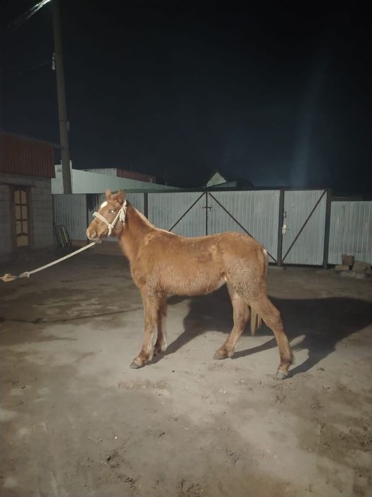 Полукров еркек тай сатылады