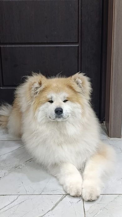 Груминг, стрижка собак, экспресс-линька