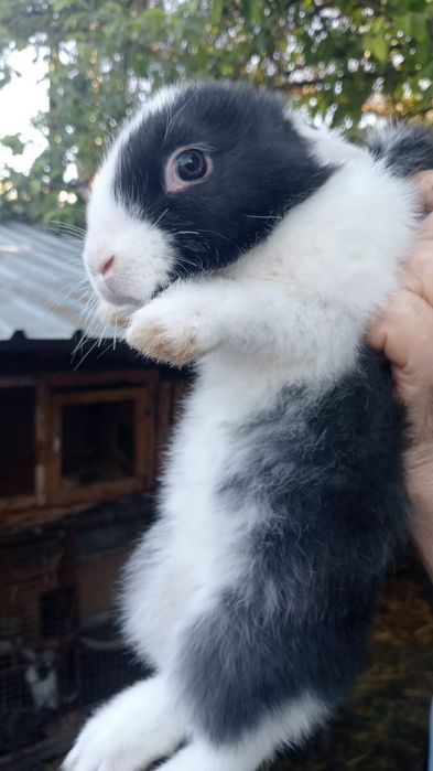 Продам кроликов 2 месяца.
