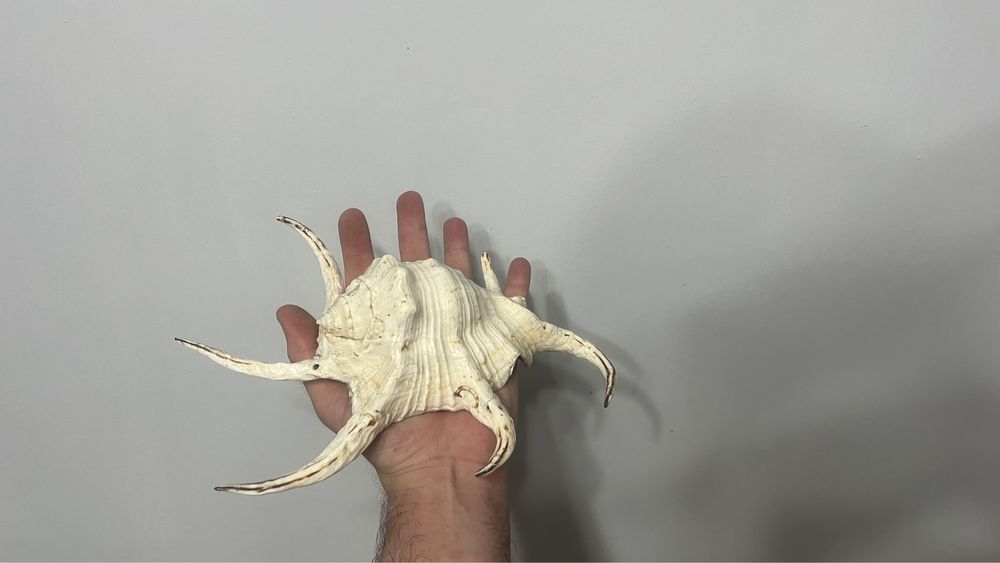 Морска раковина