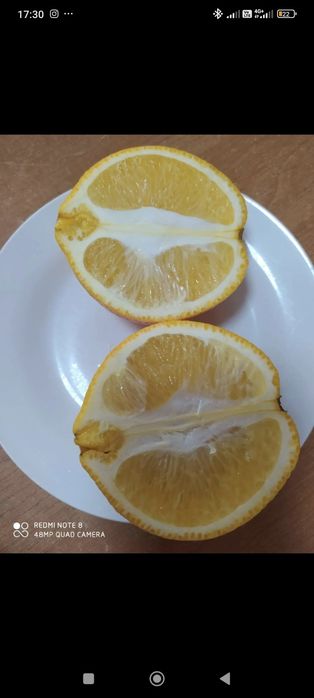 Лимон аркобалено апельсин плодоносящие