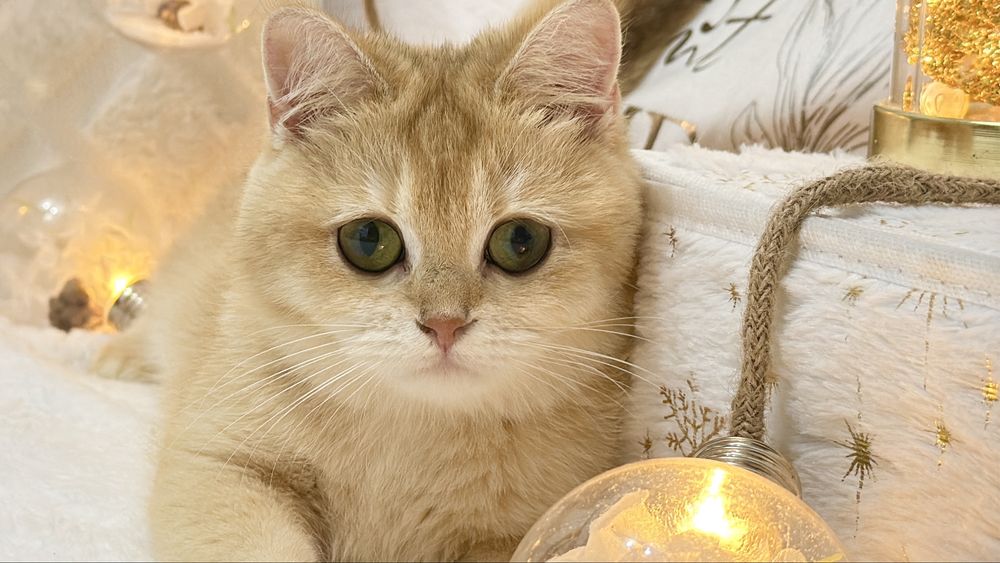 Зрлотая шиншилла