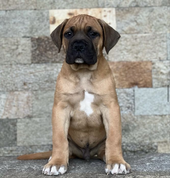 Кане корсо кученца