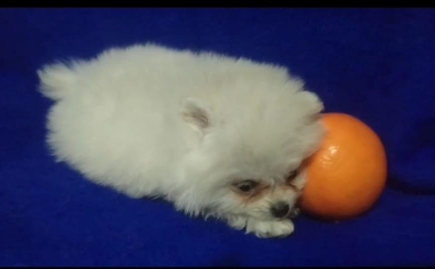 Шпиц щенки миники