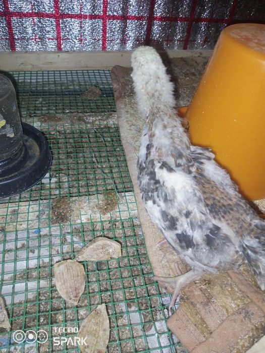 Joja damashniy kuruk tovuq ochgan