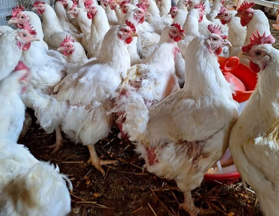 Ferma de Păsări Cudalbi