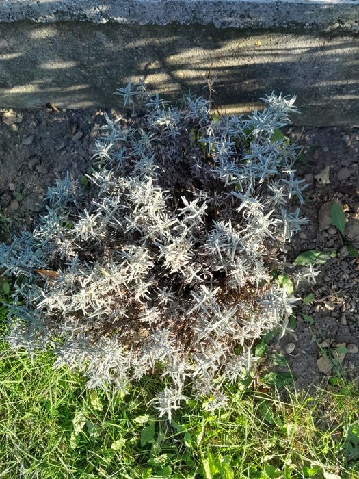 LAVANDĂ   Angustifolia Sevstopolis