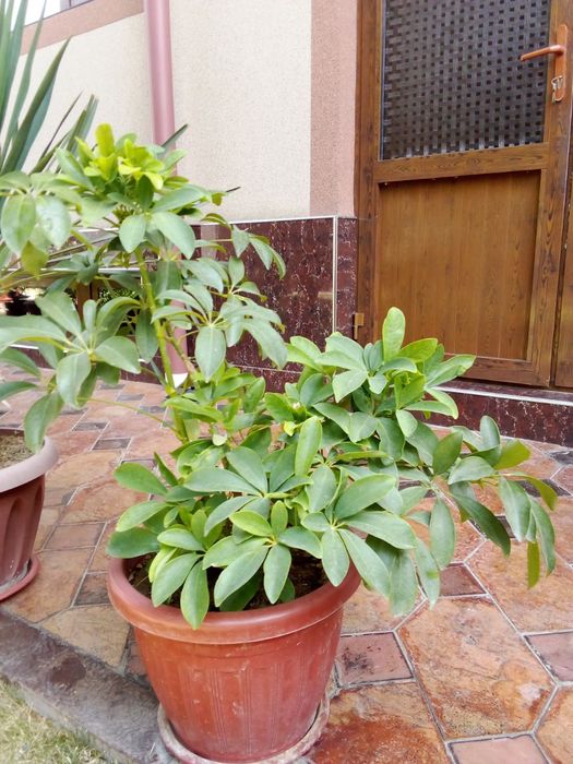 Gullar sotiladi xonaki