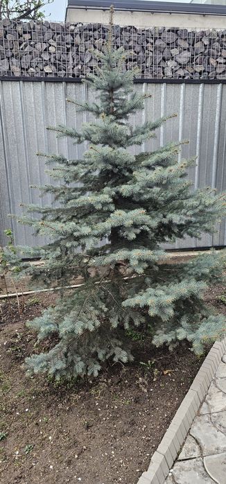 Голубая ёль для сада и огород