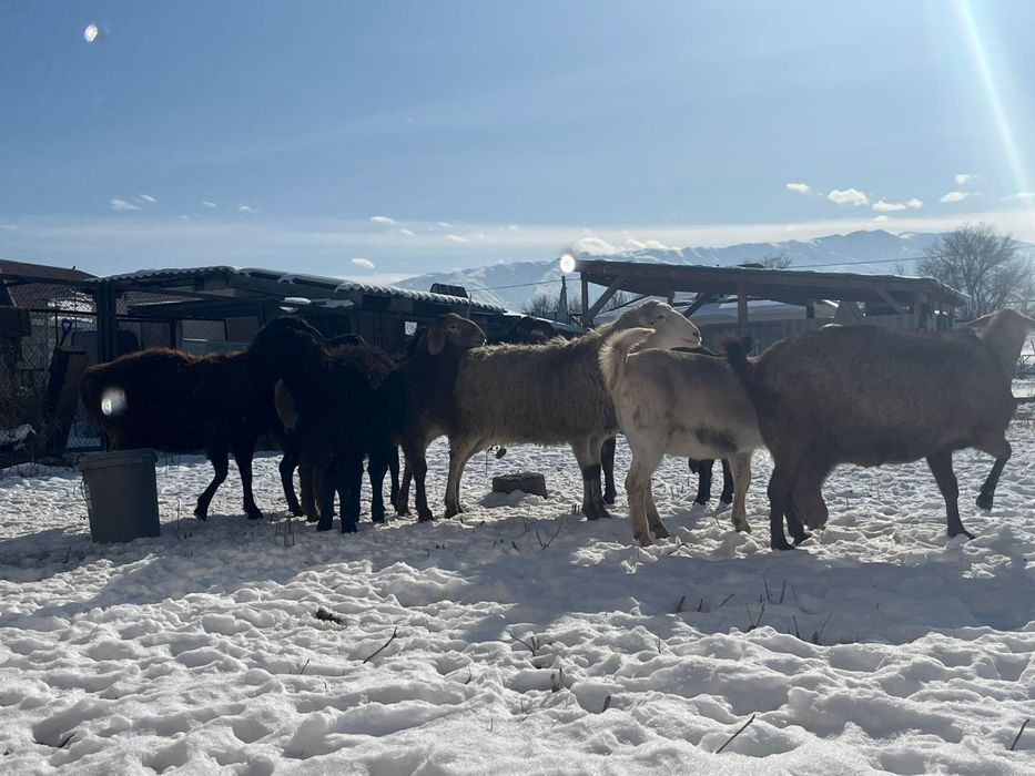 Буаз ешкылер сатылады 450 мын