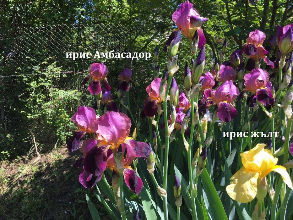 Луковици и грудки на цветя