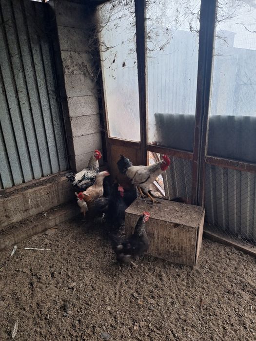 Продам домашних курей