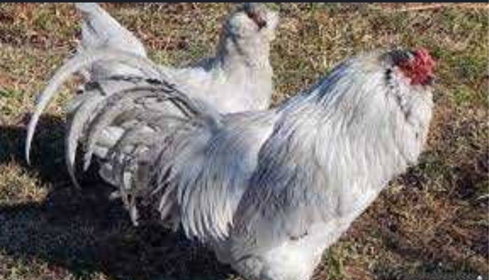 Amerikano tovuqlariga buyurtma olamiz