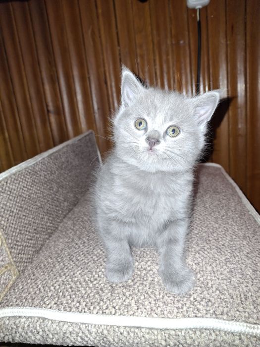 Скотиш фолд продажа