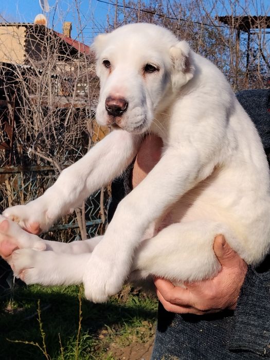 АЛАБАЙ щенок  продается