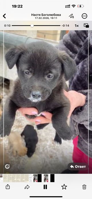 Дарю щенят дворняги