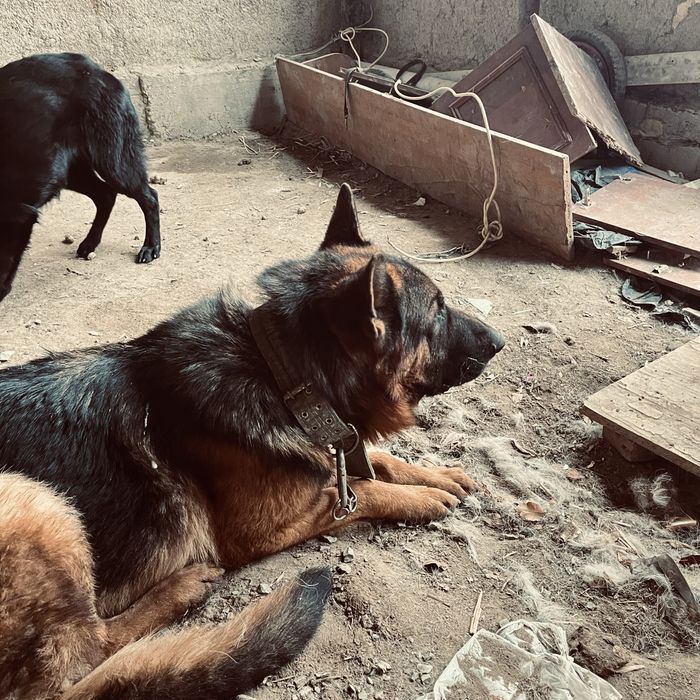 Овчарка сатылады