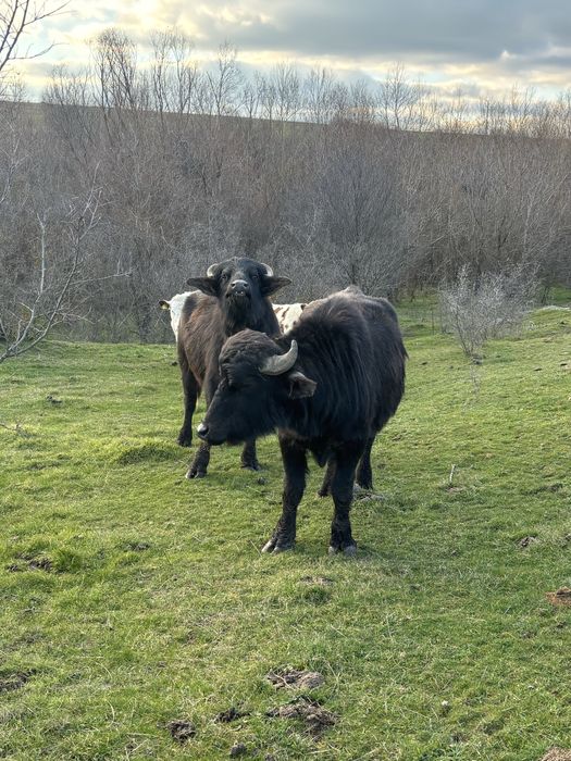 Мъжки биволи