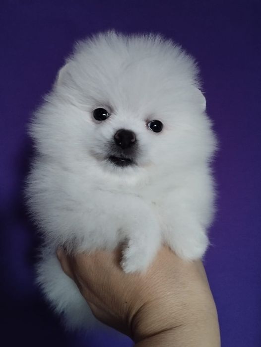 Продам щенков шпица,прекрасный подарок