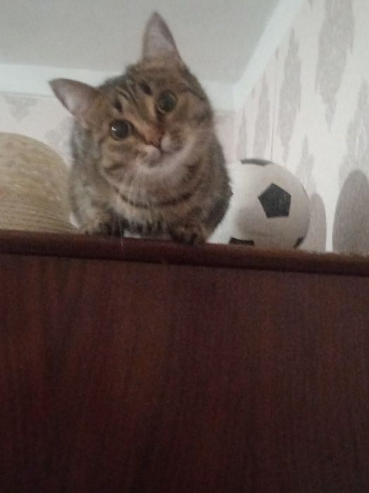 Кошечка,стерилизованая,отдадим