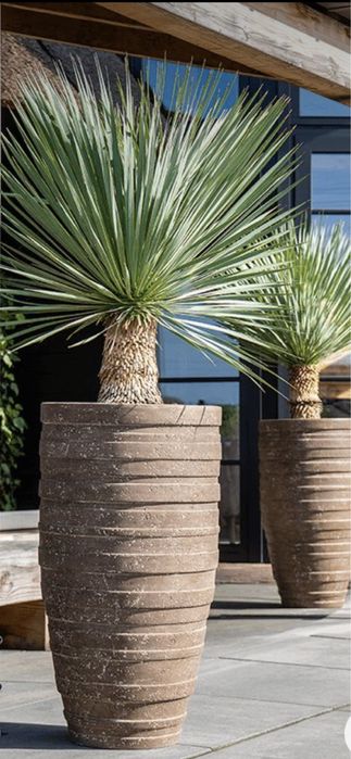 Palmieri calitate extra