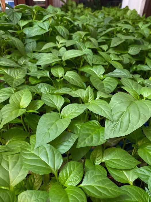 Продам рассаду помидор, перцев, баклажан!!