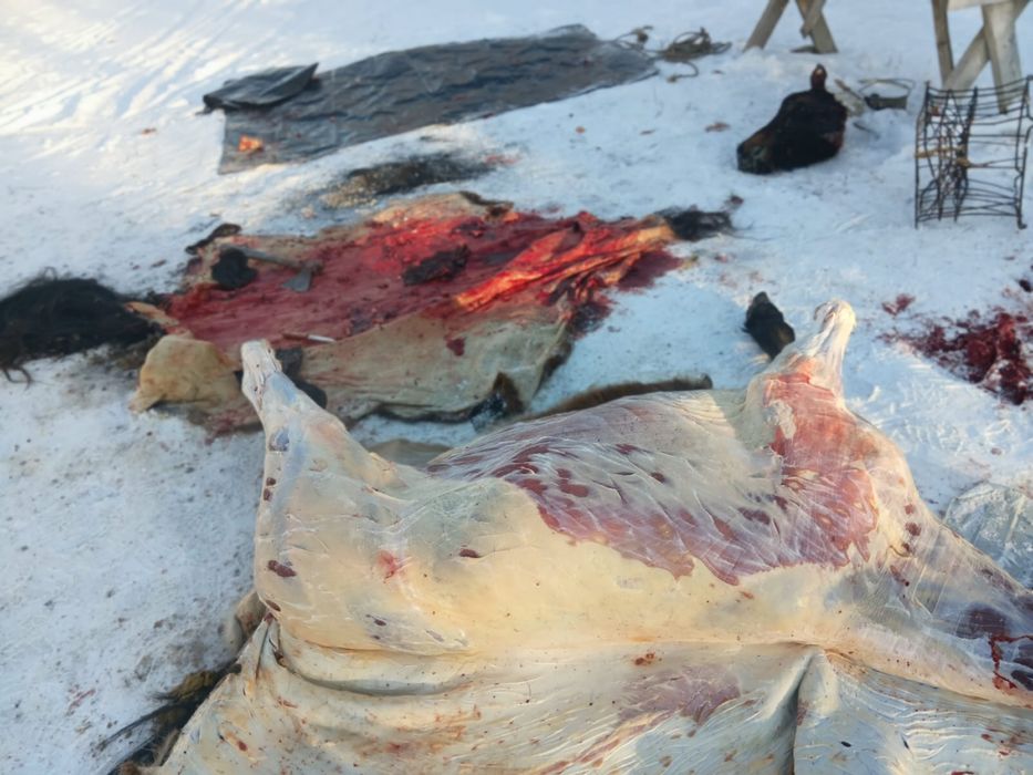 Касапшы мал соямын