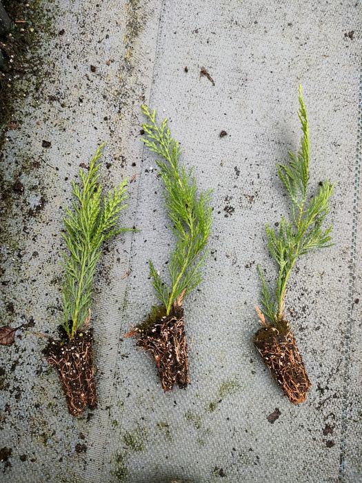 Кипарис Лейланди разсад около 10-15 см