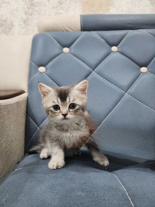 Британские страйт