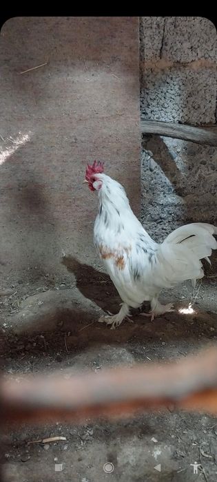 Японский тауык кораздар