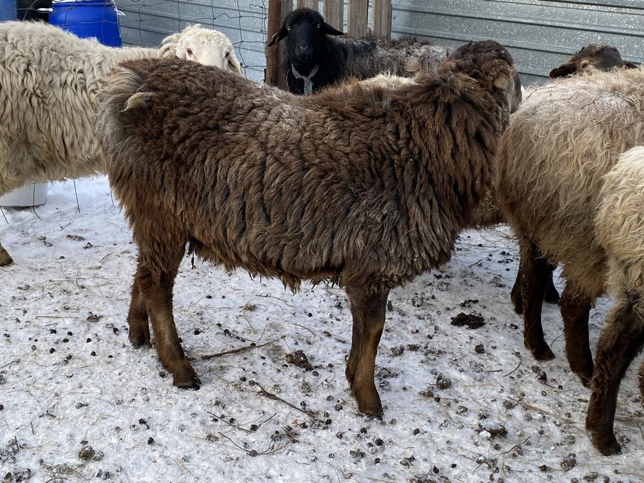 Проодам кошкара на племя