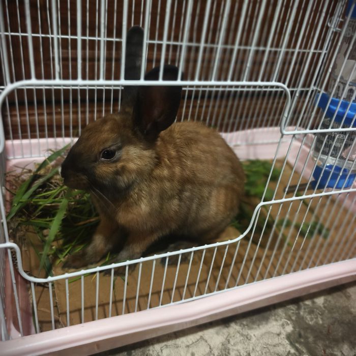 Кролик декоративный