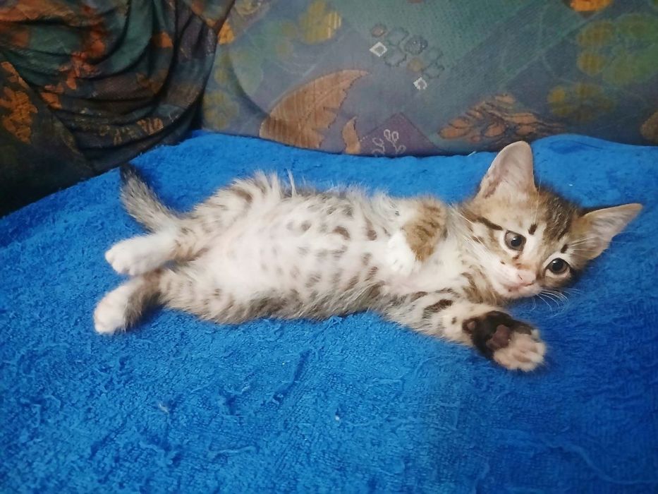 Котёнок 2 месяца