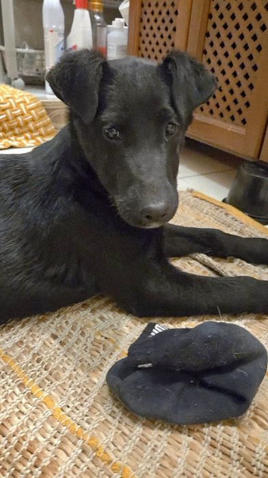 Собачка в добрые руки