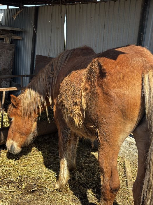 Семіз Жас бие 550 000 тг
