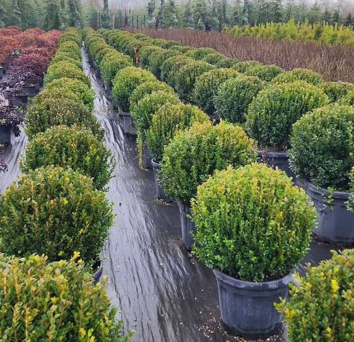 Богбон, Кучат шамшод бересклет гул экиш. Садовник посадка пересадка.