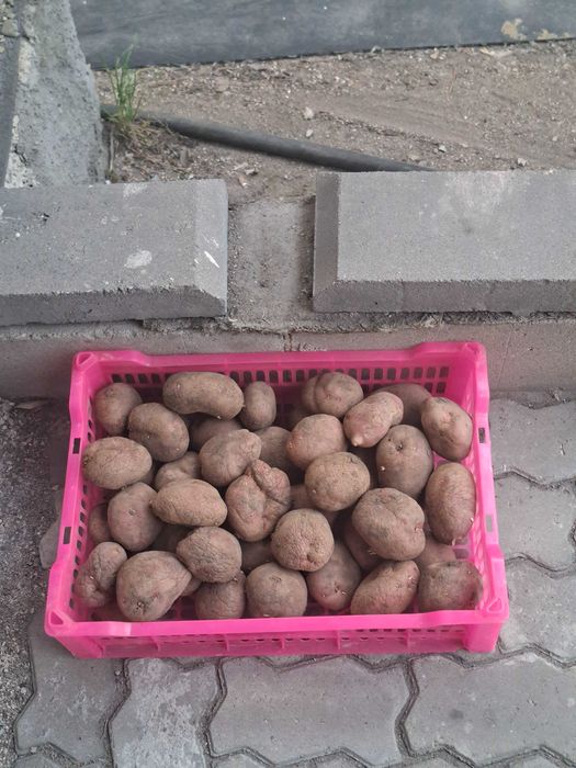 Продам картофель семянной