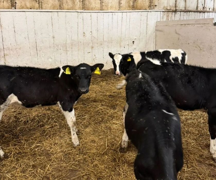 Бұқа бұзаулары бычки Симментал